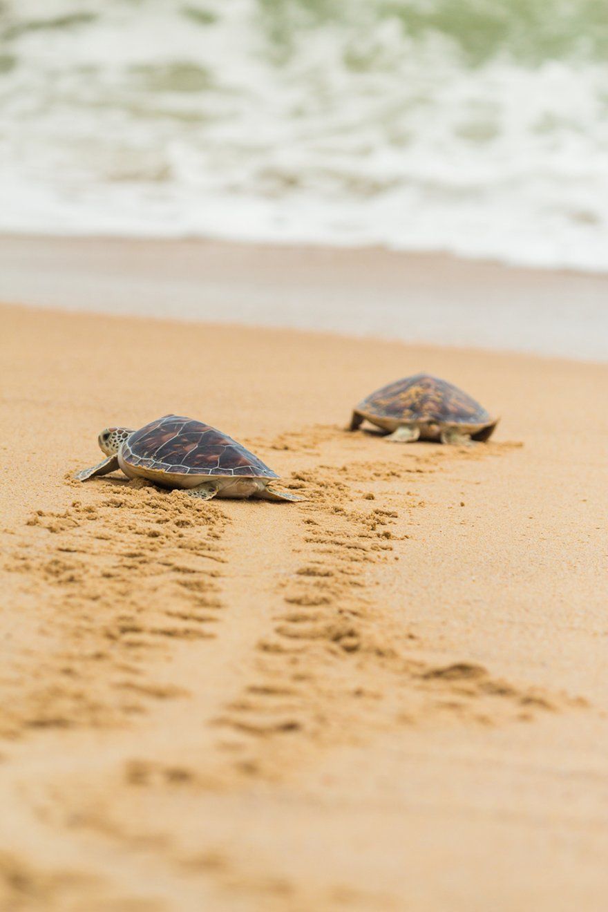 Sea Turtle Sanctuary on Saona Island