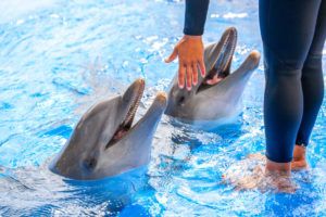 Swimming With Dolphins In Punta Cana - Hotel Lopesan Costa Bávaro ...