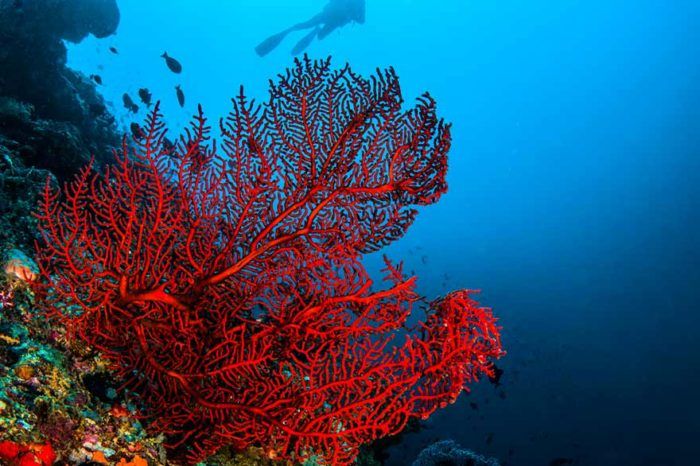 Coral Reef in Punta Cana - Lopesan Costa Bávaro